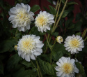Anemondahlia 'Zahra', med ca. 10-15 cm store, rent hvide blomster med stor og tæt midterkrone i flødefarvet