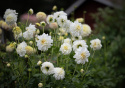 Anemondahlia 'Zahra', med ca. 10-15 cm store, rent hvide blomster med stor og tæt midterkrone i flødefarvet