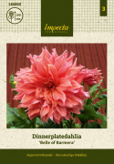 Dinnerplatedahlia ''Belle of Barmera'' 1 stk.
