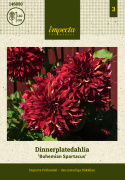 Dinnerplatedahlia ''Bohemian Spartacus'' 1 stk.
