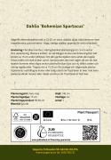 Dinnerplatedahlia ''Bohemian Spartacus'' 1 stk.