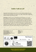 Dinnerplatedahlia ''Café au Lait'' 1 stk.