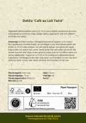 Dinnerplatedahlia ''Café au Lait Twist'' 1 stk.