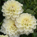 Dekorativdahlia 'Caramel Antique', ca. 10-15 cm store, fyldte blomster i cremefarvet og sart vaniljegul på høje, kraftige stilke.