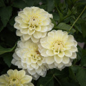 Dekorativdahlia 'Caramel Antique', ca. 10-15 cm store, fyldte blomster i cremefarvet og sart vaniljegul på høje, kraftige stilke.