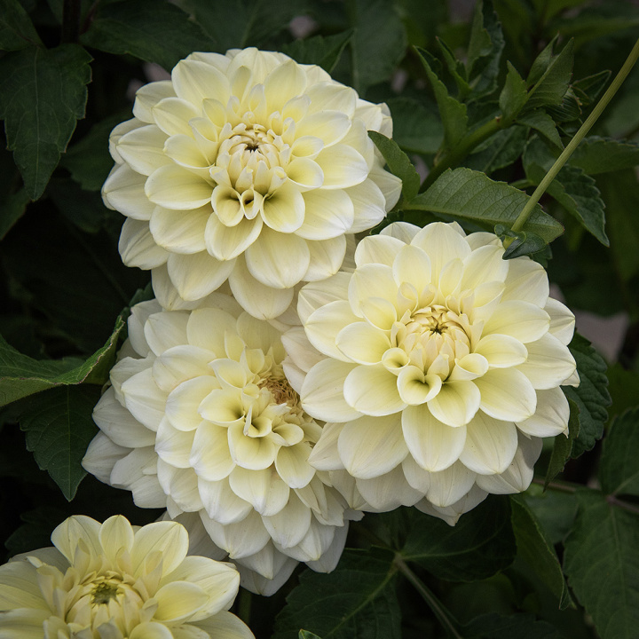 Dekorativdahlia 'Caramel Antique', ca. 10-15 cm store, fyldte blomster i cremefarvet og sart vaniljegul på høje, kraftige stilke.