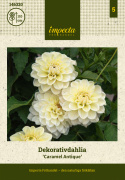 Dekorativdahlia 'Caramel Antique', ca. 10-15 cm store, fyldte blomster i cremefarvet og sart vaniljegul på høje, kraftige stilke.