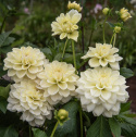 Dekorativdahlia 'Caramel Antique', ca. 10-15 cm store, fyldte blomster i cremefarvet og sart vaniljegul på høje, kraftige stilke.