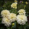 Dekorativdahlia 'Caramel Antique', ca. 10-15 cm store, fyldte blomster i cremefarvet og sart vaniljegul på høje, kraftige stilke.