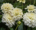 Dekorativdahlia 'Caramel Antique', ca. 10-15 cm store, fyldte blomster i cremefarvet og sart vaniljegul på høje, kraftige stilke.