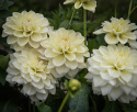 Dekorativdahlia 'Caramel Antique', ca. 10-15 cm store, fyldte blomster i cremefarvet og sart vaniljegul på høje, kraftige stilke.