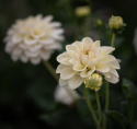 Dekorativdahlia 'Caramel Antique', ca. 10-15 cm store, fyldte blomster i cremefarvet og sart vaniljegul på høje, kraftige stilke.