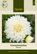 Dinnerplatedahlia ''Fleurel'' 1 stk.