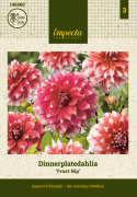 Dinnerplatedahlia ''Frost Nip'' 1 stk.