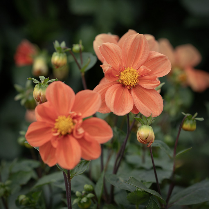 Enkeltblomstrende dahlia 'G.F. Hemerik', ca. 7-10 cm store blomster i nuancer af glødende orange til abrikosfarvet med gul midte.