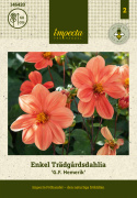 Enkeltblomstrende dahlia 'G.F. Hemerik', ca. 7-10 cm store blomster i nuancer af glødende orange til abrikosfarvet med gul midte.