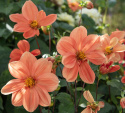Enkeltblomstrende dahlia 'G.F. Hemerik', ca. 7-10 cm store blomster i nuancer af glødende orange til abrikosfarvet med gul midte.