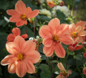 Enkeltblomstrende dahlia 'G.F. Hemerik', ca. 7-10 cm store blomster i nuancer af glødende orange til abrikosfarvet med gul midte.