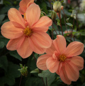 Enkeltblomstrende dahlia 'G.F. Hemerik', ca. 7-10 cm store blomster i nuancer af glødende orange til abrikosfarvet med gul midte.