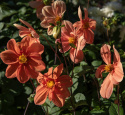 Enkeltblomstrende dahlia 'G.F. Hemerik', ca. 7-10 cm store blomster i nuancer af glødende orange til abrikosfarvet med gul midte.