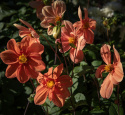 Enkeltblomstrende dahlia 'G.F. Hemerik', ca. 7-10 cm store blomster i nuancer af glødende orange til abrikosfarvet med gul midte.