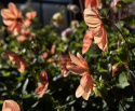 Enkeltblomstrende dahlia 'G.F. Hemerik', ca. 7-10 cm store blomster i nuancer af glødende orange til abrikosfarvet med gul midte.