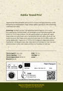 Dinnerplatedahlia ''Grand Prix'' 1 stk.