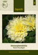 Dinnerplatedahlia ''Kelvin Floodlight'' 1 stk.