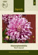 Dinnerplatedahlia ''Mom''s Special'' 1 stk.