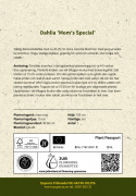 Dinnerplatedahlia ''Mom''s Special'' 1 stk.