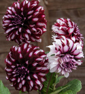 Dinnerplatedahlia ''Tartan'' 1 stk.