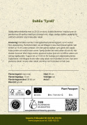 Dinnerplatedahlia ''Tyrell'' 1 stk.