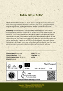 Kaktusdahlia ''Alfred Grille'' 1 stk.