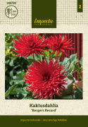 Kaktusdahlia 'Bergers Record' - Pragtfuld kaktusdahlia med ca. 15 cm store, fyldte, højrøde blomster. 