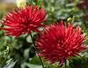 Kaktusdahlia 'Bergers Record' - Pragtfuld kaktusdahlia med ca. 15 cm store, fyldte, højrøde blomster. 