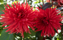 Kaktusdahlia 'Bergers Record' - Pragtfuld kaktusdahlia med ca. 15 cm store, fyldte, højrøde blomster. 