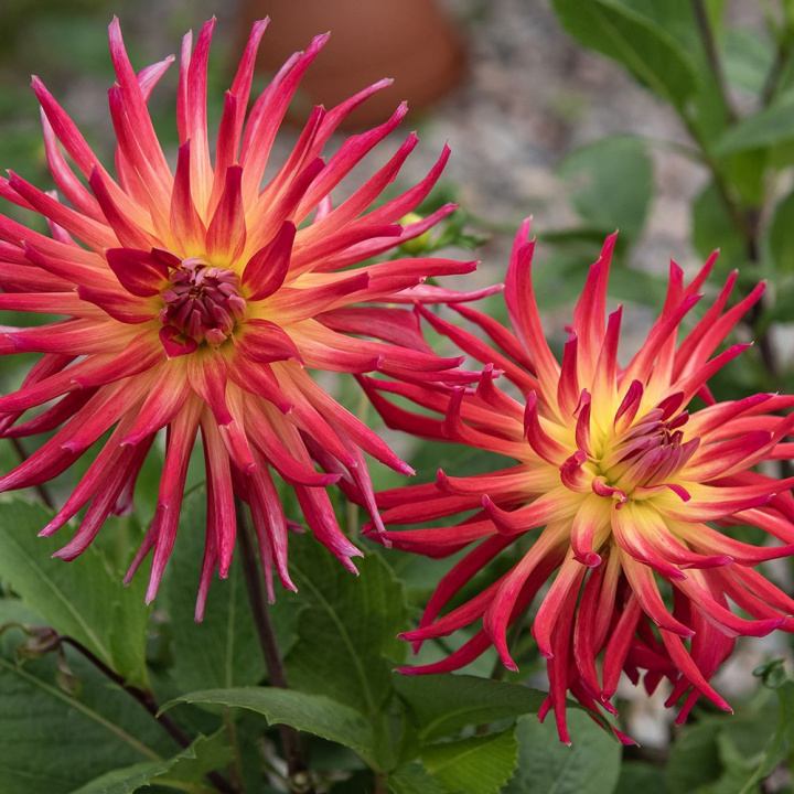 Kaktusdahlia ''Bora Bora'' 1 stk.