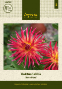 Kaktusdahlia ''Bora Bora'' 1 stk.