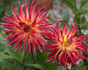 Kaktusdahlia ''Bora Bora'' 1 stk.