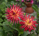Kaktusdahlia ''Bora Bora'' 1 stk.