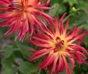 Kaktusdahlia ''Bora Bora'' 1 stk.