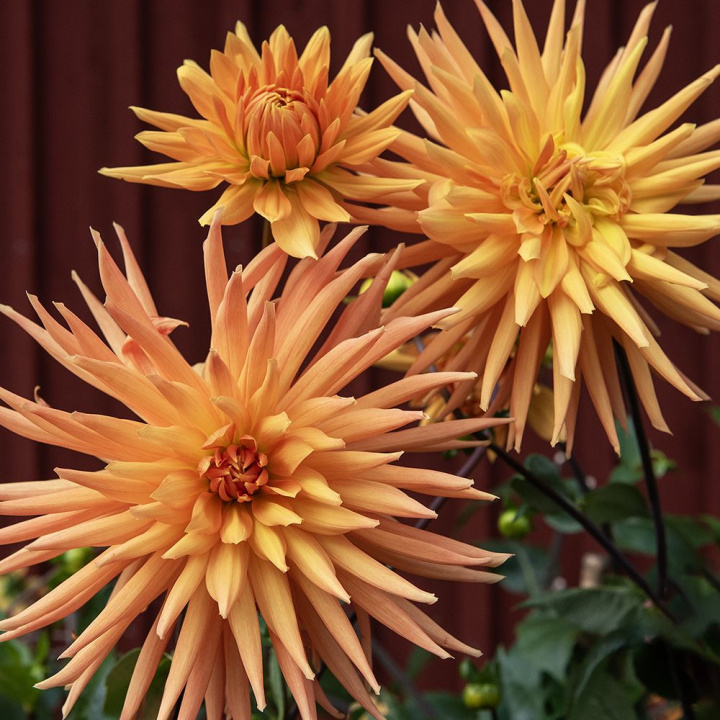 Kaktusdahlia ''Gold Crown'' 1 stk.