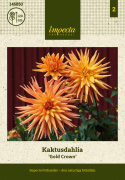 Kaktusdahlia ''Gold Crown'' 1 stk.
