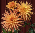 Kaktusdahlia ''Gold Crown'' 1 stk.