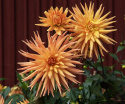 Kaktusdahlia ''Gold Crown'' 1 stk.