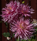 Kaktusdahlia 'Hollyhill Cotton candy', Dejlig kaktusdahlia med ca. 15-20 cm store, fyldte, klartrosa blomster med cremegul midte.