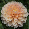 Dekorativdahlia 'Honey Dew', ca. 10-15 cm store, fyldte blomster i smørgul, abrikos og lys laksefarvet.