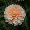 Dekorativdahlia 'Honey Dew', ca. 10-15 cm store, fyldte blomster i smørgul, abrikos og lys laksefarvet.