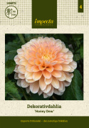 Dekorativdahlia 'Honey Dew', ca. 10-15 cm store, fyldte blomster i smørgul, abrikos og lys laksefarvet.
