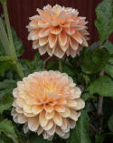 Dekorativdahlia 'Honey Dew', ca. 10-15 cm store, fyldte blomster i smørgul, abrikos og lys laksefarvet.